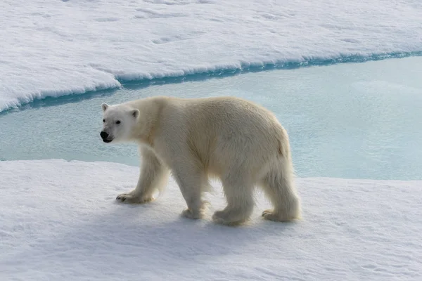 Белый Медведь Ursus Maritimus Паковом Льду Северу Шпицберга Лицензионные Стоковые Фото