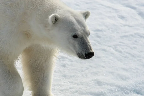 Polar Bear Ursus Maritimus Pack Ice North Spitsberg Stock Photo