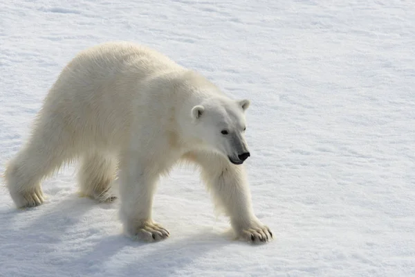 Белый Медведь Ursus Maritimus Паковом Льду Северу Шпицберга Стоковая Картинка