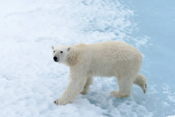 Niedźwiedź Polarny Lodzie Północ Spitsbergen Zdjęcie Stockowe