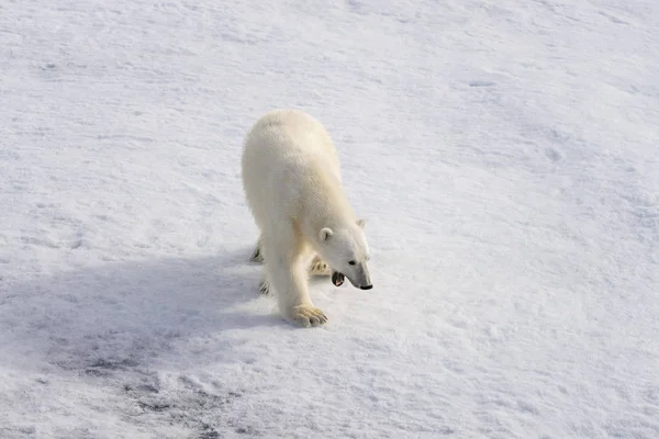 Polar Bear Ursus Maritimus Pack Ice North Spitsberg — Stock Photo, Image