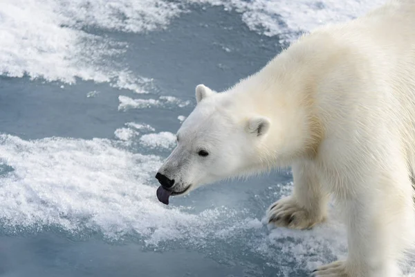 Polar Bear Ursus Maritimus Pack Ice North Spitsberg Stock Picture