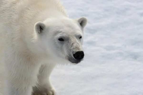 Polar Bear Ursus Maritimus Pack Ice North Spitsberg Royalty Free Stock Images