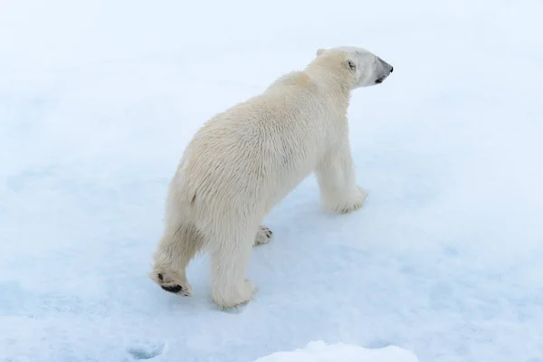 Polar Bear Pack Ice North Spitsbergen Stock Image