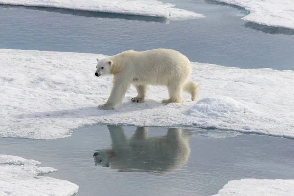 Белый Медведь Ursus Maritimus Паковом Льду Северу Острова Шпицберген Шпицберген Стоковая Картинка