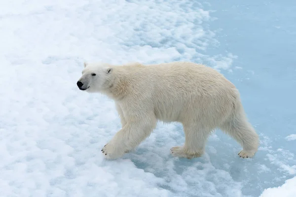 Niedźwiedź Polarny Lodzie Północ Spitsbergen Obrazy Stockowe bez tantiem