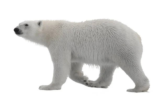 Polar Bear Ursus Maritimus Cub Pack Ice North Svalbard Arctic — Stock Photo, Image