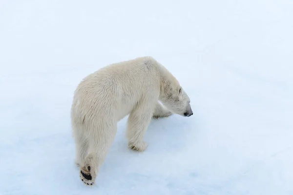 Белый Медведь Льду Северу Шпицбергена Стоковое Изображение