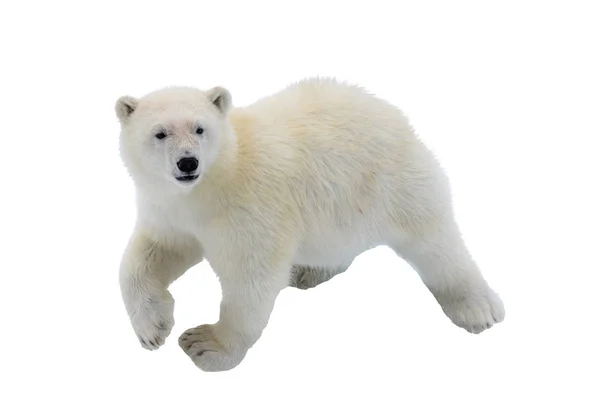 Белый Медведь Ursus Maritimus Детёныш Паковом Льду Северу Шпицбергена Стоковое Изображение