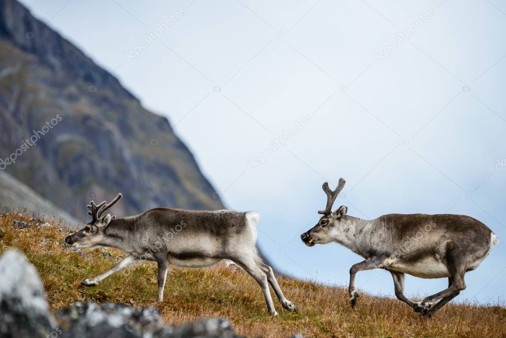Beautiful reindeer at nature