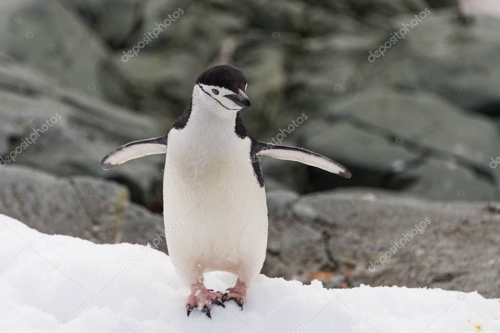 King Penguin at nature