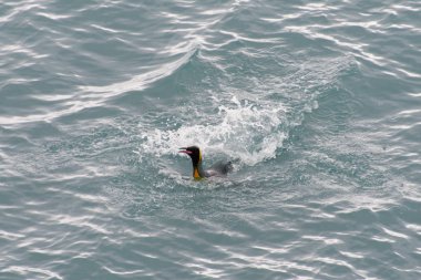 Kral penguenler suda yüzen