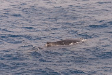 Kambur balina fin denizde