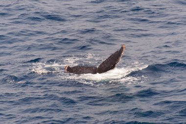 Kambur balina fin o Denizi