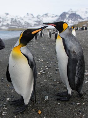 Kral penguenler Güney Georgia Adası