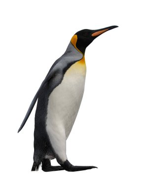 Kral penguenler Güney Georgia Adası
