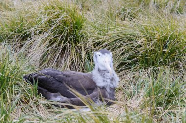 Albatros piliç yuvaya