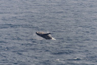 Kambur balina fin o Denizi