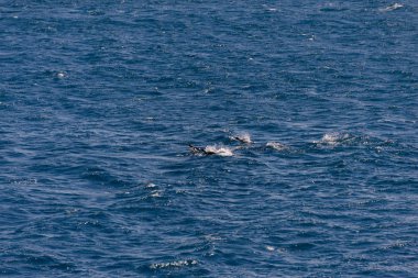 Güzel Güney Georgia manzara