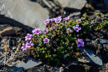 Svalbard kutup çiçek