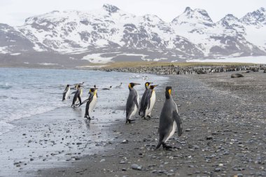 Denizden mi Kral penguenler