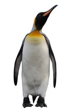 Kral penguenler Güney Georgia Adası