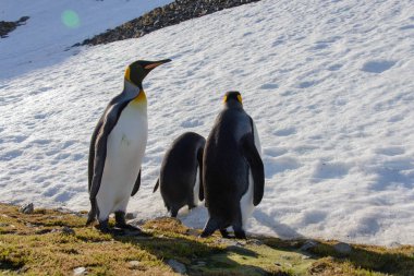Kral penguenler Güney Georgia üzerinde