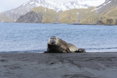 Deniz kıyısında agresif deniz fili