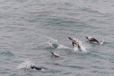 Kral penguenler suda yüzen
