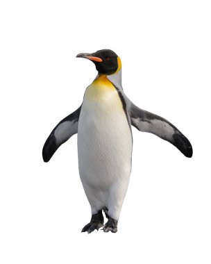 Kral penguenler Güney Georgia Adası