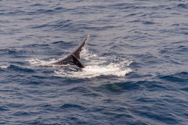 Kambur balina fin o Denizi