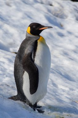 Kral penguenler Güney Georgia üzerinde