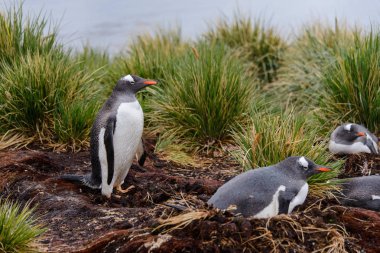 Yağmurlu havalarda yeşil çimen ıslak gentoo penguine