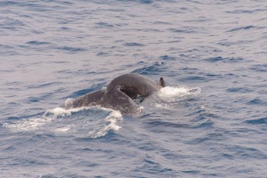 Deniz kambur balina kuyruğu