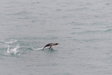 Güzel yetişkin kral penguen