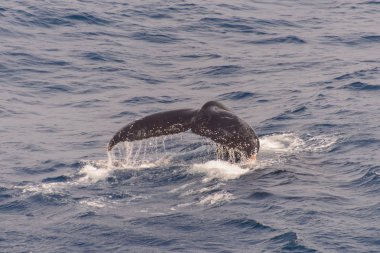 Deniz kambur balina kuyruğu