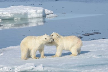 Svalbard kuzeyinde buzda birlikte oynayan iki kutup ayısı yavruları