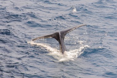 Deniz kambur balina kuyruğu