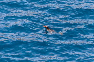 Denizde yüzme Gentoo penguenleri