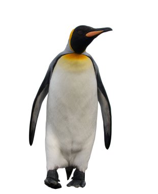 Kral penguenler Güney Georgia Adası