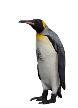 Kral penguenler Güney Georgia Adası