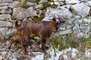 Kayalık duvar üzerinde kahverengi yerli keçi duran