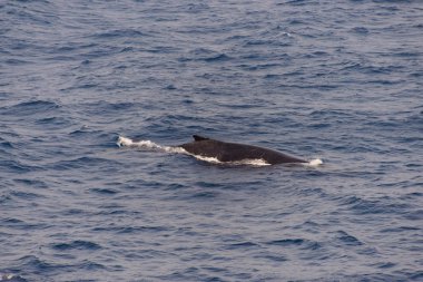 Kambur balina fin o Denizi