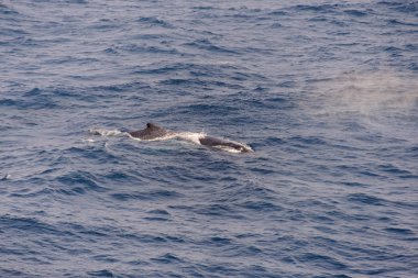 Kambur balina fin o Denizi