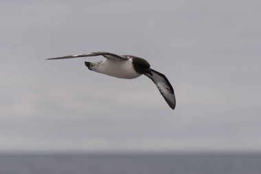 Antarktika kuşu (Thalassoica Antarktika)