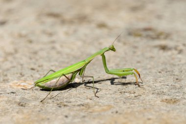 yakın çekim yeşil praying Mantis kaya yüzeyi