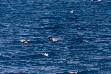 Kral penguenler denizde yüzme