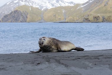 Deniz kıyısında agresif deniz fili