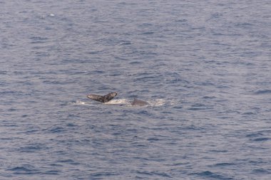 Kambur balina fin denizde