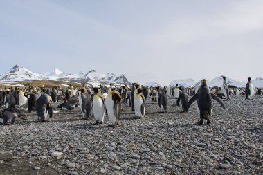 Kral penguenler Güney Georgia Adası